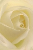 This close-up draws you deep into the heart of an ivory rose, its petals spiraling in gentle harmony much like the winding roads leading through Pinner and out towards Harrow-on-the-Hill. Each petal is almost weightless, touched by the kind of delicate dew seen in early morning across the parks of Harrow. The interplay of luminous whites and creamy undertones creates subtle, dramatic shadows that evoke serenity and quiet awe, making the rose feel both intimate and grand. As a florist rooted in Harrow's traditions, I see this bloom as a symbol of sincerity and renewal-perfect for moments when words fall short, whether in sympathy, sending admiration, or marking a hopeful new chapter. The barely perceptible fragrance and the soft radiance of each layer reveal not only the skill of the hands that arranged it, but also the heartfelt emotion behind the selection. This rose tells a gentle story-where beauty meets meaning, and each bloom delivered across Harrow becomes part of a cherished memory, whether placed in a family home near Kenton or gracing a window ledge in North Harrow.